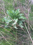 Kjempebjørnekjeks (Heracleum mantegazzianum)