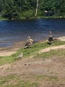 Kanadagås (Branta canadensis)