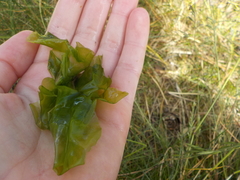 Havsalat (Ulva lactuca)