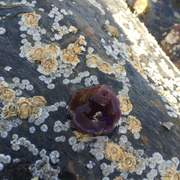 Hesteaktinie (Actinia equina)