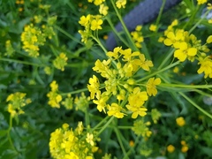 Russekål (Bunias orientalis)