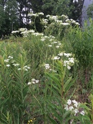 Kjempebjørnekjeks (Heracleum mantegazzianum)