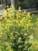 Russekål (Bunias orientalis)