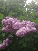 Syrin (Syringa vulgaris)