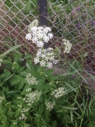 Kjempebjørnekjeks (Heracleum mantegazzianum)