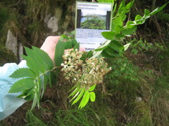 Kjempebjørnekjeks (Heracleum mantegazzianum)