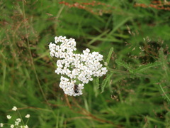 Ryllik (Achillea millefolium)