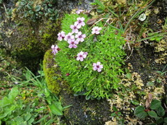 Fjellsmelle (Silene acaulis)