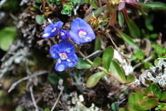 Bergveronika (Veronica fruticans)