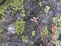 Stjernesildre (Saxifraga stellaris)