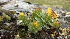 Rosenrot (Rhodiola rosea)