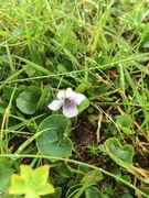 Myrfiol (Viola palustris)