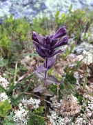 Svarttopp (Bartsia alpina)