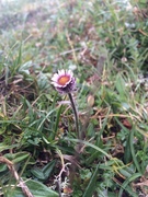 Fjellbakkestjerne (Erigeron borealis)