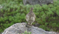 Fjellrype (Lagopus muta)