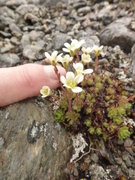 Tuesildre (Saxifraga cespitosa)