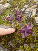Svarttopp (Bartsia alpina)