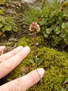 Snøsildre (Saxifraga nivalis)