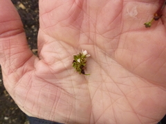 Bekkesildre (Saxifraga rivularis)