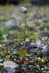 Blindurt (Silene wahlbergella) Blindurt (Silene wahlbergella)