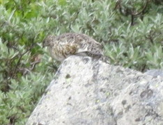 Fjellrype (Lagopus muta)