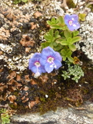 Bakkeveronika (Veronica arvensis)