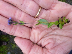 Fjellveronika (Veronica alpina subsp. alpina)
