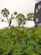 Kvann (Angelica archangelica)