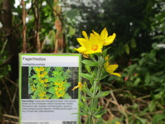 Fagerfredløs (Lysimachia punctata)