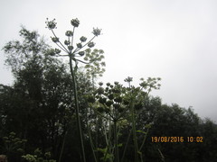 Kjempebjørnekjeks (Heracleum mantegazzianum)