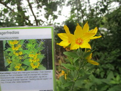 Fagerfredløs (Lysimachia punctata)