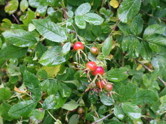 Bustnype (Rosa mollis)