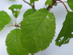 Morell (Prunus avium)