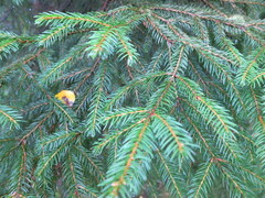 Gran (Picea abies)