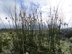 Rabbesiv (Juncus trifidus)