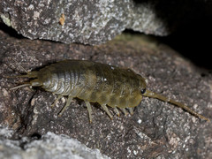 Strandskrukketroll (Ligia oceanica)