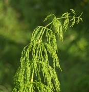 Skogsnelle (Equisetum sylvaticum)