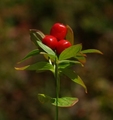 Skrubbær (Chamaepericlymenum suecicum)