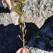 Blå tyrihjelm (Aconitum septentrionale subsp. septentrionale)