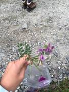 Fuglevikke (Vicia cracca)