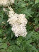 Mjødurt (Filipendula ulmaria)