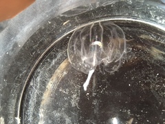 Ribbemaneter (Ctenophora)