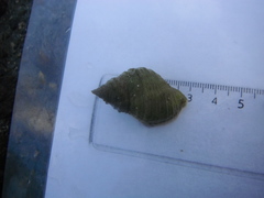 Purpursnegl (Nucella lapillus)