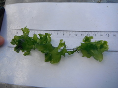 Havsalat (Ulva lactuca)