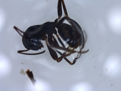 Årevinger (Hymenoptera)