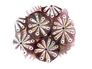 Kolonisekkdyr (Botryllus) Kolonisekkdyr (Botryllus)