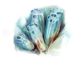Langhalssekkdyr (Clavelina lepadiformis) Langhalssekkdyr (Clavelina lepadiformis)