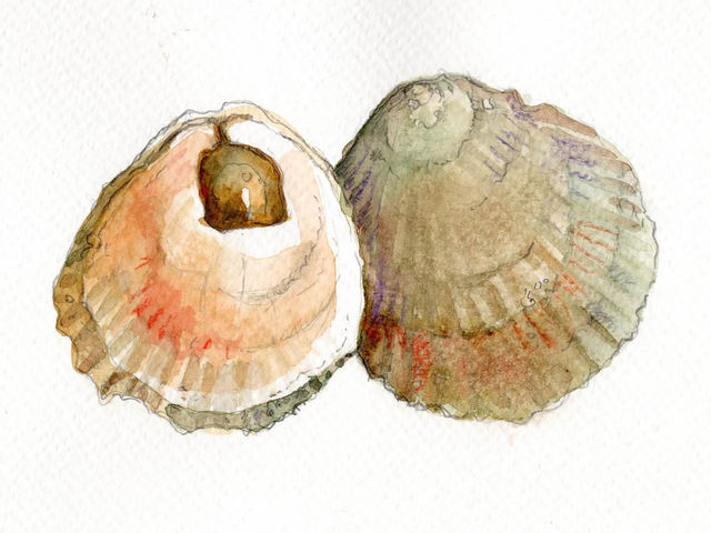 Stort sadelskjell (Pododesmus patelliformis)