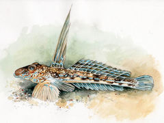 Vanlig fløyfisk (Callionymus lyra)