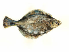 Skrubbe (Platichthys flesus)